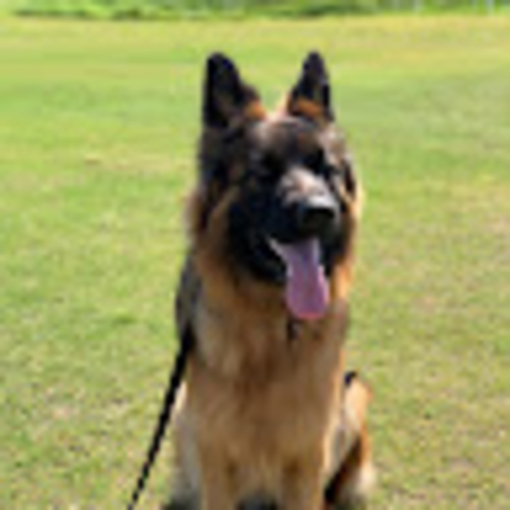 Meet your Posher, Zichao